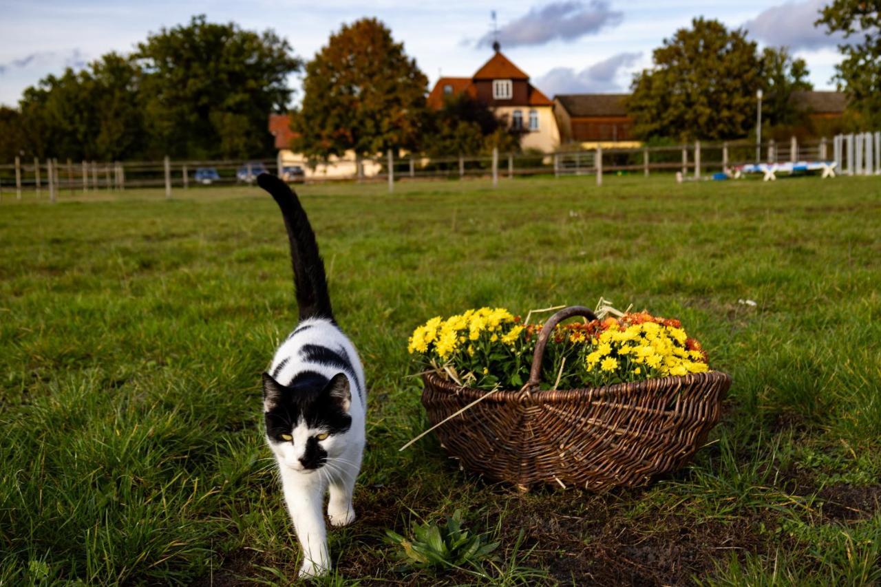 Ferienwohnung Fewo Mit Pferdeboxen, Paddock Und Weide In Der Lueneburger Heide Vierhofen Exterior foto