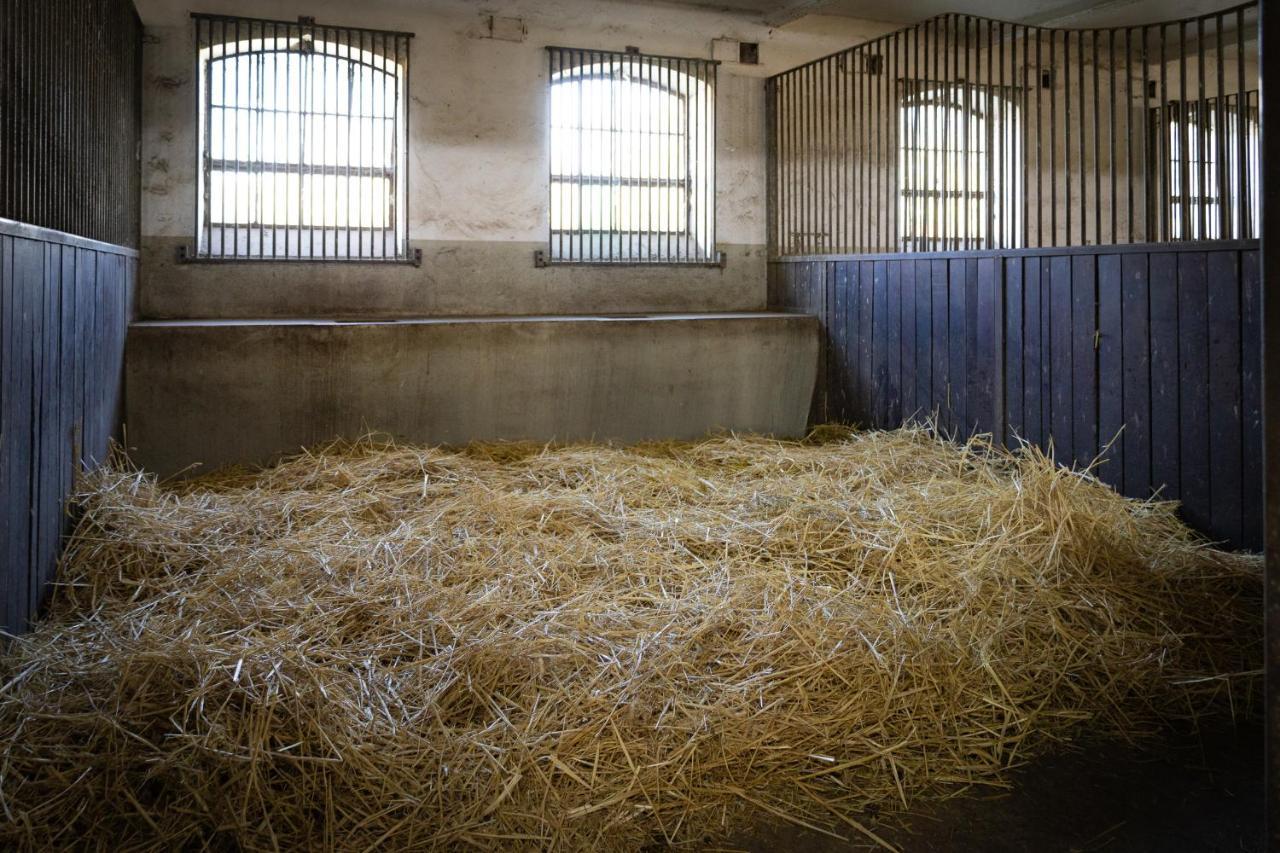 Ferienwohnung Fewo Mit Pferdeboxen, Paddock Und Weide In Der Lueneburger Heide Vierhofen Exterior foto